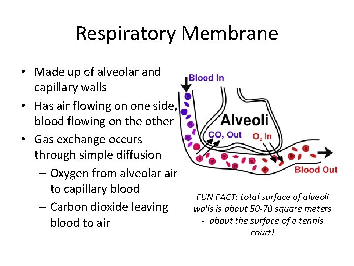Respiratory Membrane • Made up of alveolar and capillary walls • Has air flowing
