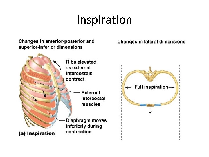 Inspiration Inspiration