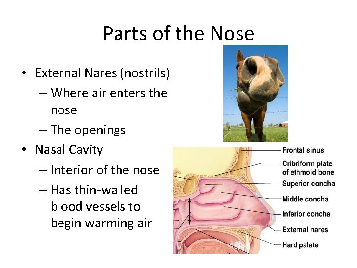 Parts of the Nose • External Nares (nostrils) – Where air enters the nose Parts of the Nose • External Nares (nostrils) – Where air enters the nose