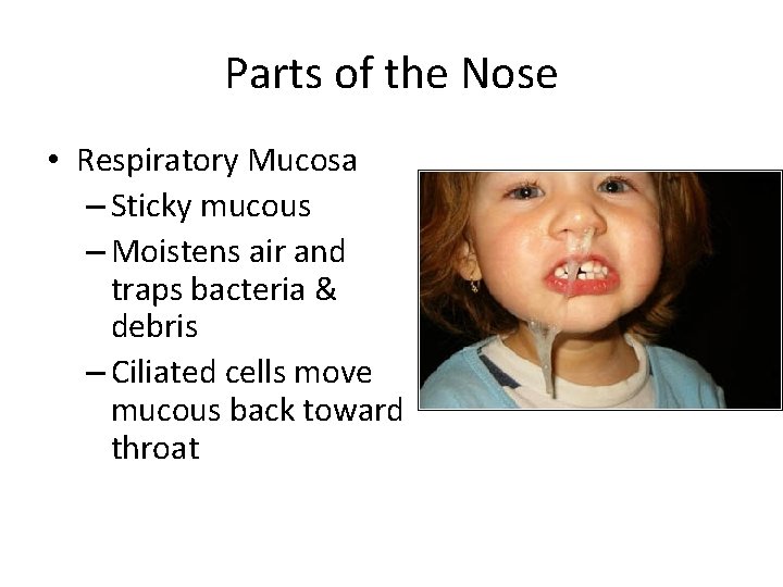 Parts of the Nose • Respiratory Mucosa – Sticky mucous – Moistens air and