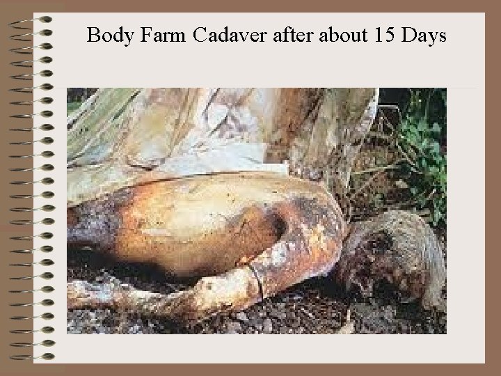 Body Farm Cadaver after about 15 Days 