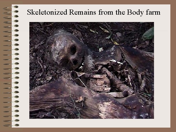 Skeletonized Remains from the Body farm 