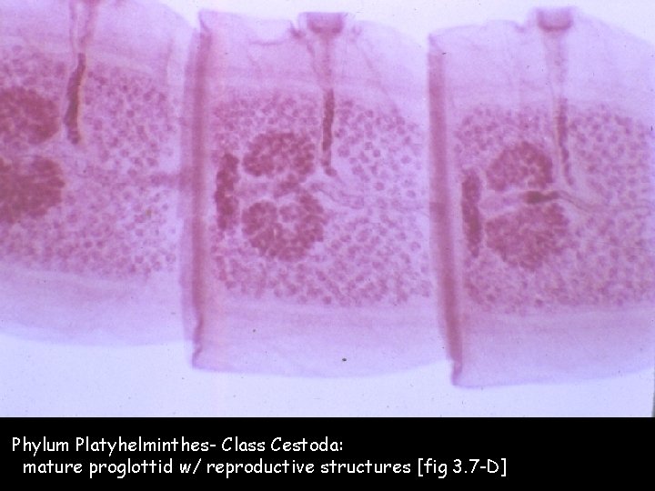 Phylum Platyhelminthes- Class Cestoda: mature proglottid w/ reproductive structures [fig 3. 7 -D] 