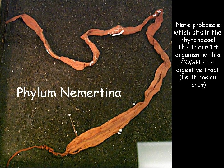 Phylum Nemertina Note proboscis which sits in the rhynchocoel. This is our 1 st