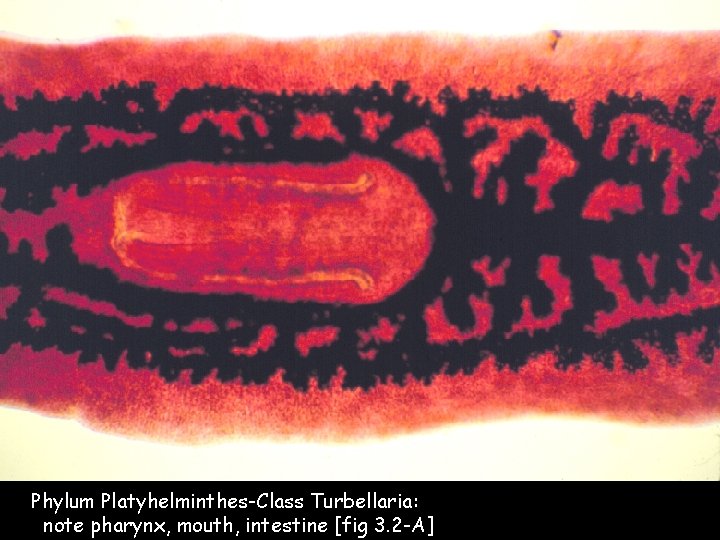 Phylum Platyhelminthes-Class Turbellaria: note pharynx, mouth, intestine [fig 3. 2 -A] 