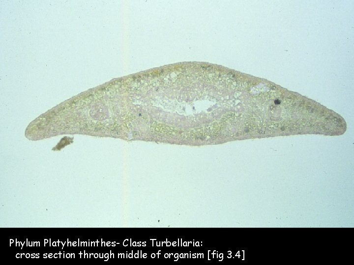 Phylum Platyhelminthes- Class Turbellaria: cross section through middle of organism [fig 3. 4] 