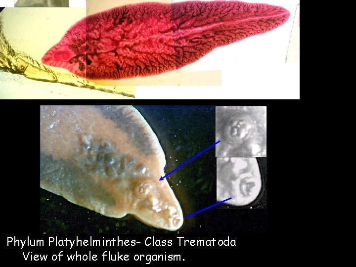 Phylum Platyhelminthes- Class Trematoda View of whole fluke organism. 