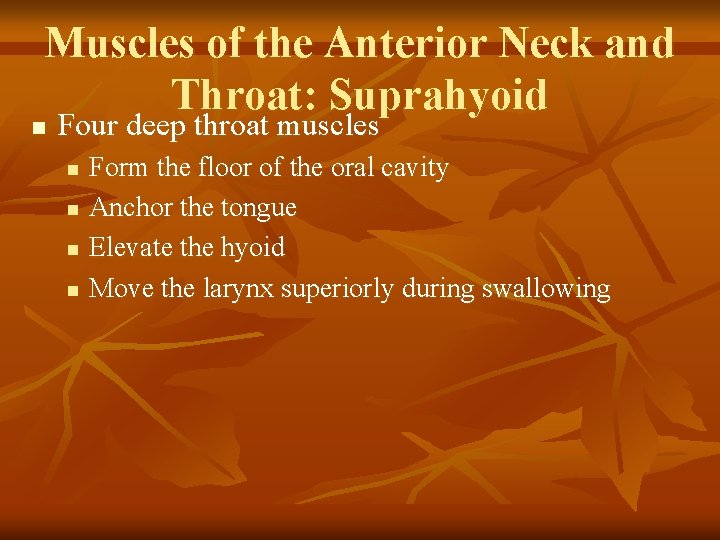 Muscles of the Anterior Neck and Throat: Suprahyoid n Four deep throat muscles n