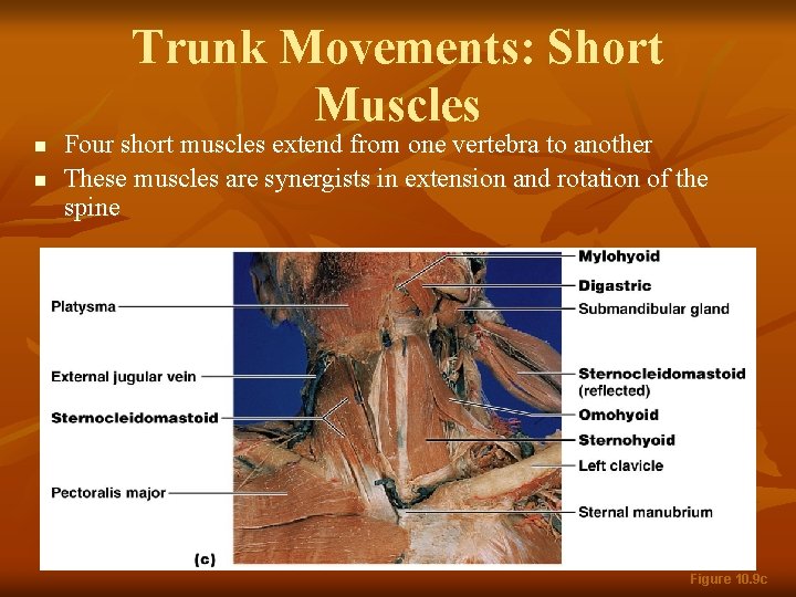 Trunk Movements: Short Muscles n n Four short muscles extend from one vertebra to