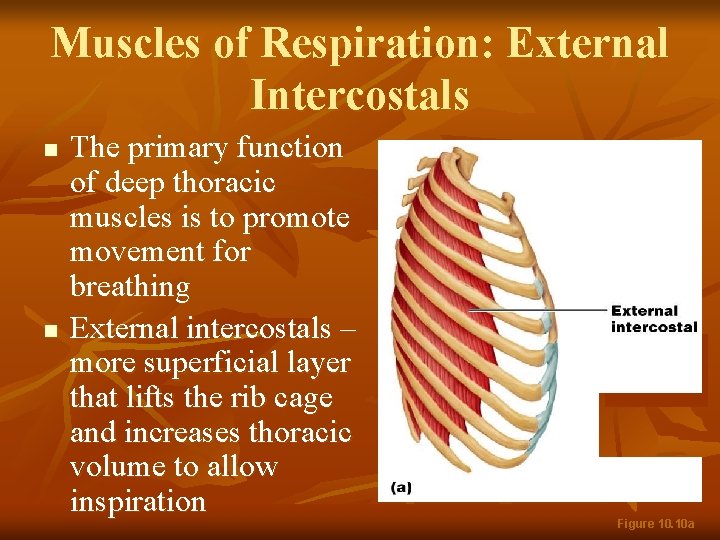 Muscles of Respiration: External Intercostals n n The primary function of deep thoracic muscles