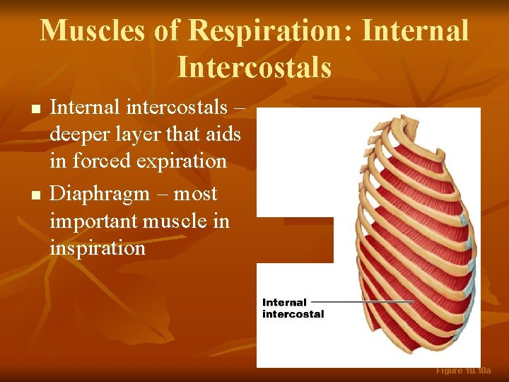 Muscles of Respiration: Internal Intercostals n n Internal intercostals – deeper layer that aids