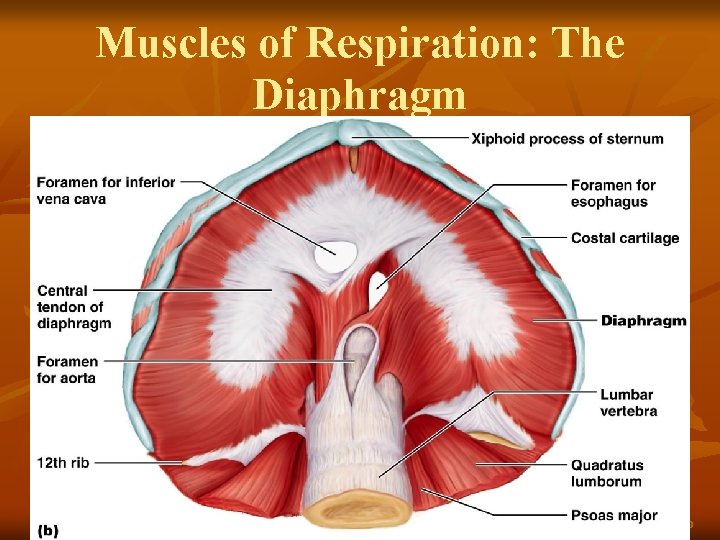 Muscles of Respiration: The Diaphragm Figure 10. 10 b 