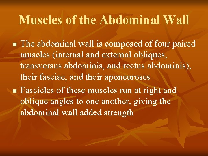 Muscles of the Abdominal Wall n n The abdominal wall is composed of four