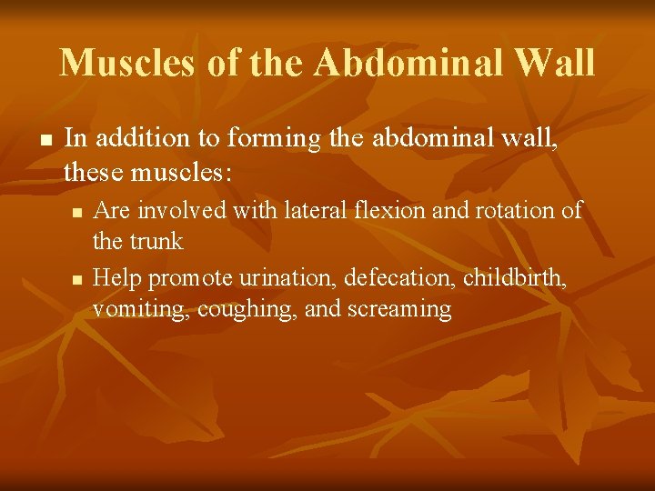 Muscles of the Abdominal Wall n In addition to forming the abdominal wall, these