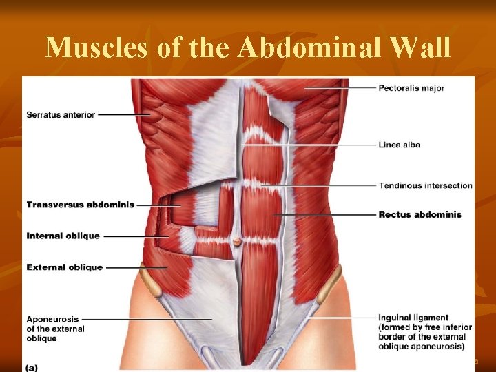 Muscles of the Abdominal Wall Figure 10. 11 a 