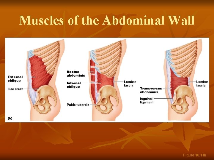 Muscles of the Abdominal Wall Figure 10. 11 b 