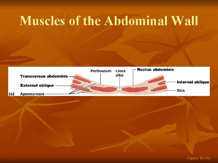 Muscles of the Abdominal Wall Figure 10. 11 c 