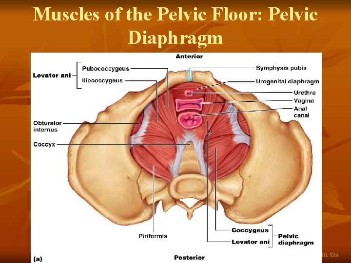 Muscles of the Pelvic Floor: Pelvic Diaphragm Figure 10. 12 a 