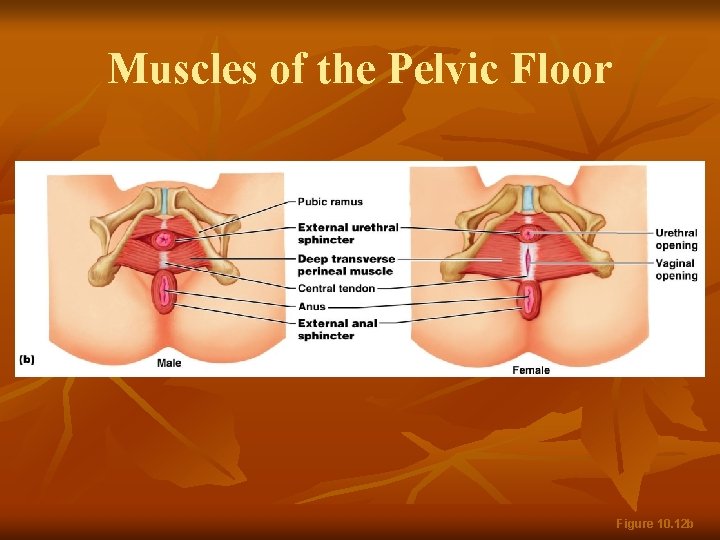 Muscles of the Pelvic Floor Figure 10. 12 b 