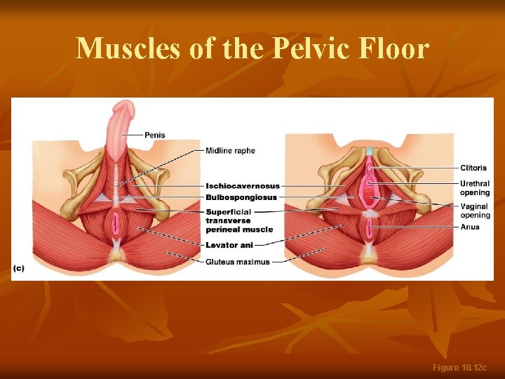 Muscles of the Pelvic Floor Figure 10. 12 c 