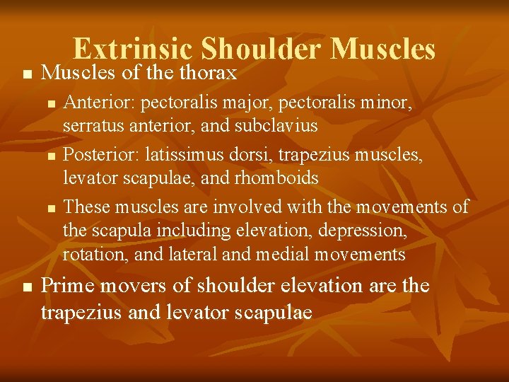 n Extrinsic Shoulder Muscles of the thorax n n Anterior: pectoralis major, pectoralis minor,