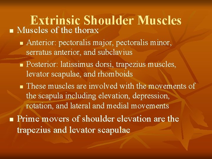 n Extrinsic Shoulder Muscles of the thorax n n Anterior: pectoralis major, pectoralis minor,