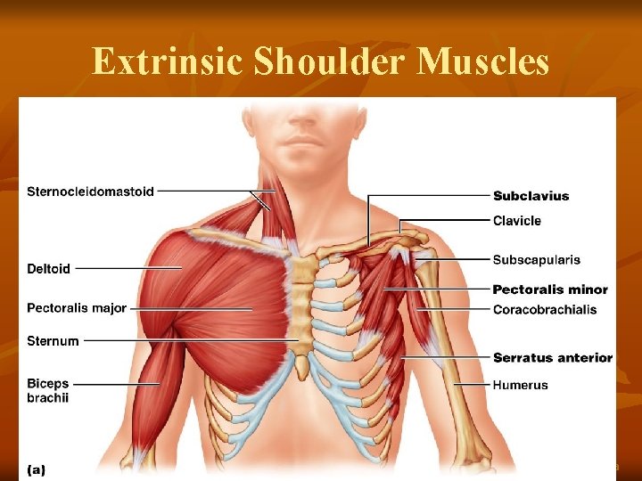 Extrinsic Shoulder Muscles Figure 10. 13 a 