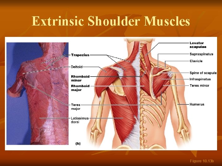 Extrinsic Shoulder Muscles Figure 10. 13 b 