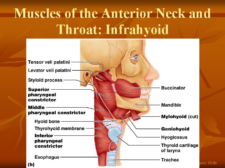 Muscles of the Anterior Neck and Throat: Infrahyoid Figure 10. 8 b 