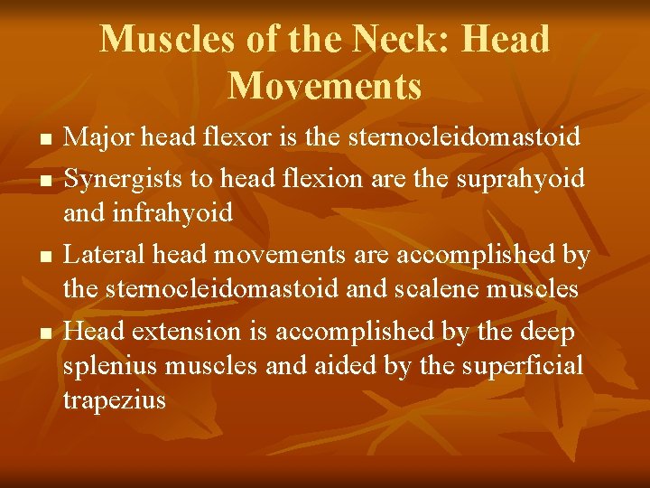 Muscles of the Neck: Head Movements n n Major head flexor is the sternocleidomastoid