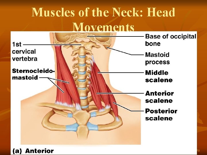 Muscles of the Neck: Head Movements Figure 10. 9 a 