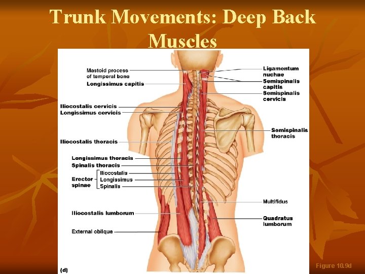 Trunk Movements: Deep Back Muscles Figure 10. 9 d 