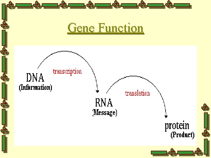 Gene Function 