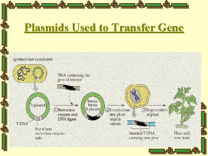 Plasmids Used to Transfer Gene 