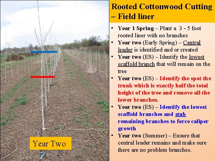 Rooted Cottonwood Cutting – Field liner Year Two • Year 1 Spring – Plant