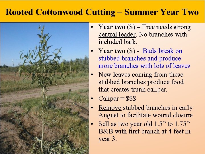 Rooted Cottonwood Cutting – Summer Year Two • Year two (S) – Tree needs