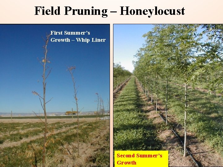Field Pruning – Honeylocust First Summer’s Growth – Whip Liner Second Summer’s Growth 