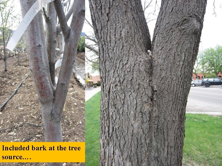 Included bark at the tree source…. 