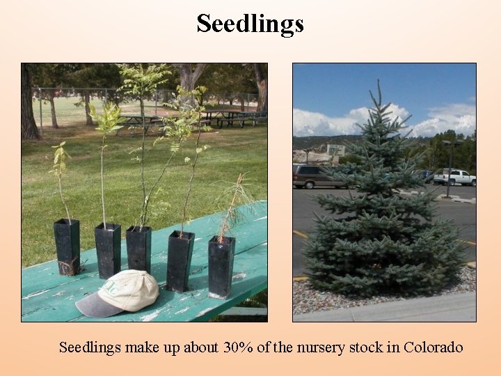 Seedlings make up about 30% of the nursery stock in Colorado 