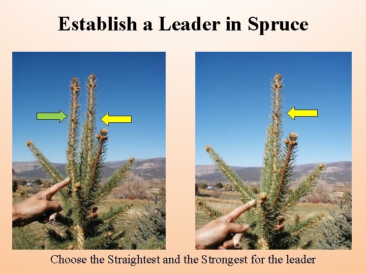 Establish a Leader in Spruce Choose the Straightest and the Strongest for the leader