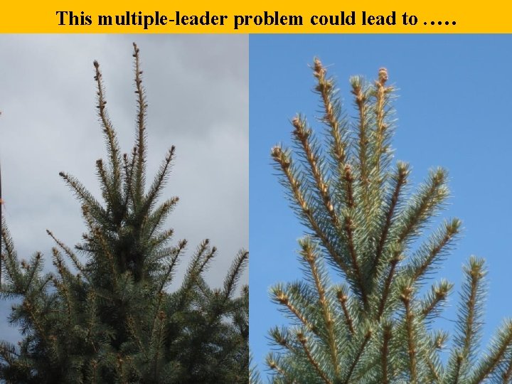 This multiple-leader problem could lead to. …. 