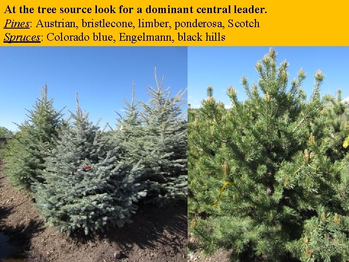 At the tree source look for a dominant central leader. Pines: Austrian, bristlecone, limber,