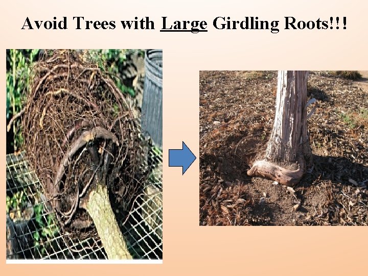 Avoid Trees with Large Girdling Roots!!! 