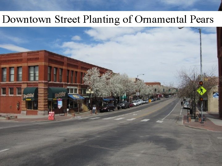 Downtown Street Planting of Ornamental Pears 