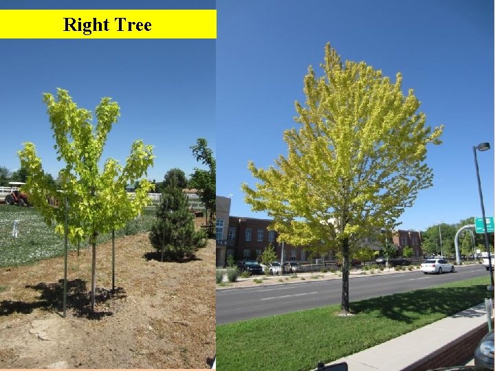 Right Tree 