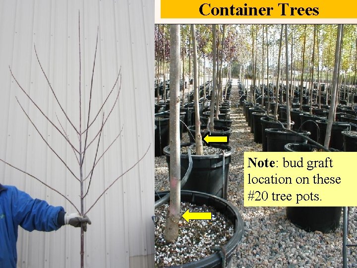 Container Trees Note: bud graft location on these #20 tree pots. 
