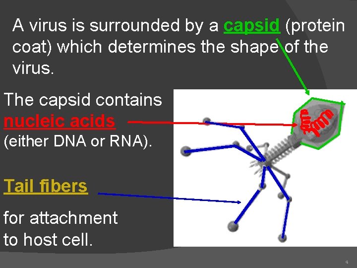 A virus is surrounded by a capsid (protein coat) which determines the shape of