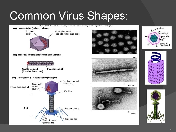 Common Virus Shapes: 5 