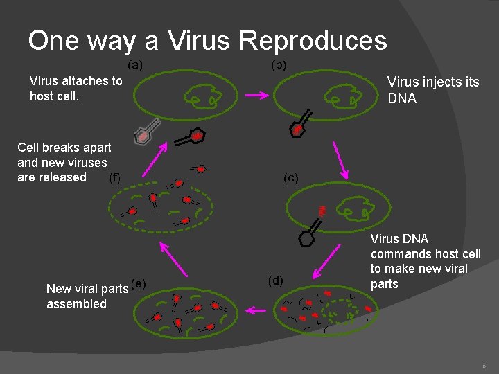 One way a Virus Reproduces Virus attaches to host cell. Virus injects its DNA