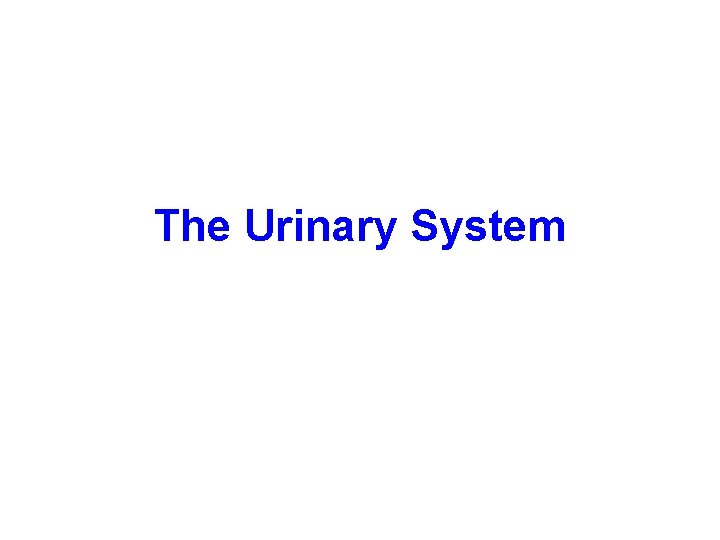 The Urinary System 